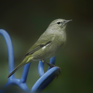 Orange-crowned Warbler _MG_7274-copy