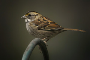 White-throated Sparrow _MG_7520-copy