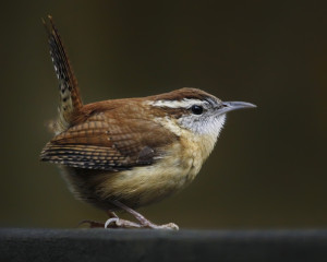 Carolina Wren _MG_7562-copy