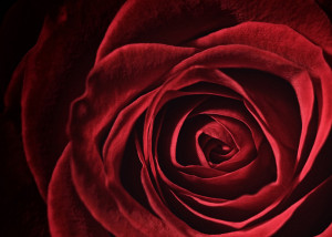 Red Rose _MG_7835-copyws