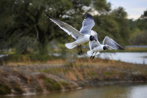 Laughing Gulls at Langan Park Laughing Gulls at Langan Park