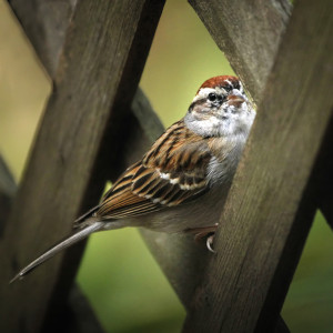 Chipping Sparrow _MG_9309-copyws
