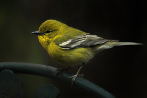 Pine Warbler