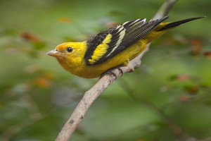 Western Tanager Mwesterntanager-(31)