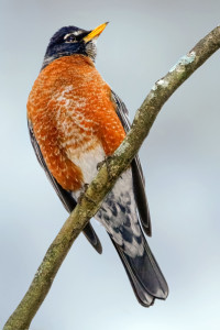 American Robin American Robin