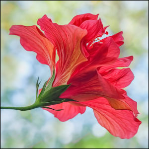 Double Hibiscus