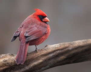 Northern Cardinal
