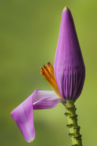 Banana Bloom
