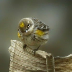 Warbler with an Attitude bananawarblerfinished