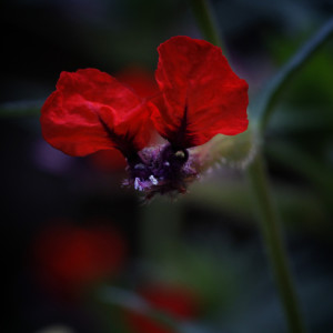 Bat Flower