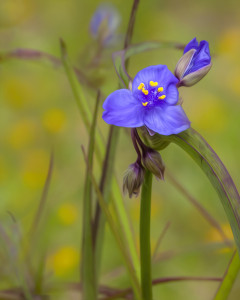 Wildflower