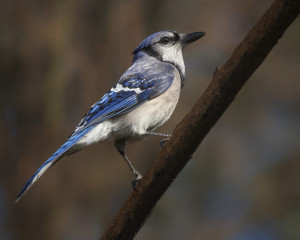 Blue Jay