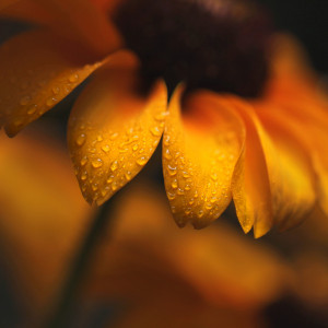 Black-eyed Susans