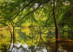 Black Lake Mississippi WMA