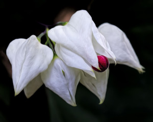 Bleeding Hearts Vine