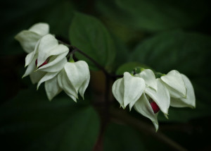 Bleeding Heart Vine bleedingheartvine1ws