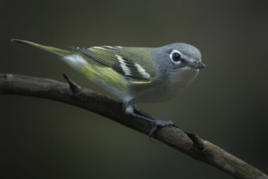 Blue-headed Vireo