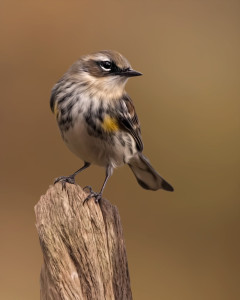 Yellow-rumped Warbler