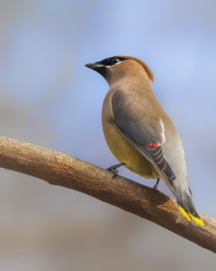 Cedar Waxwing