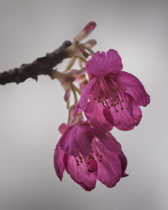 Taiwan Cherry Blooms