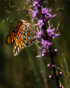 Gulf Fritillary Gulf Fritillary