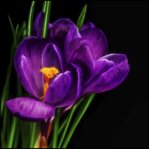 Crocus