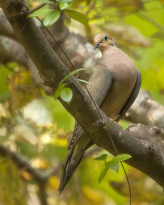 Mourning Dove Mourning Dove