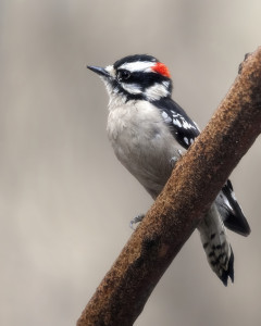 Downy Woodpecker
