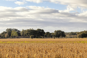 Mobile County Farm