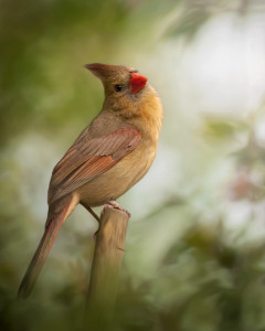 Cardinal female