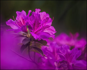 Formosa Azaleas