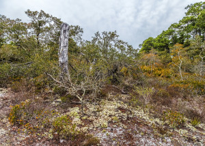 Gator Lake Nature Trail