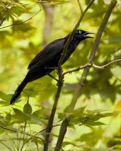 Common Grackle