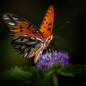 Gulf Fritillary Butterfly gulffritillarywebsized