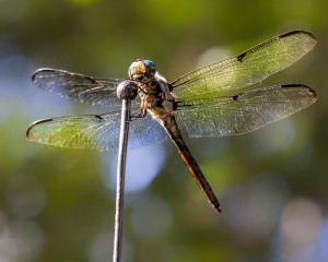 Dragon Fly