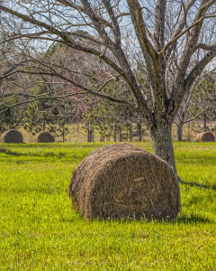 Hay Bales