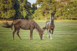 Mare and Filly