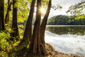 Horseshoe Lake Mississippi WMA