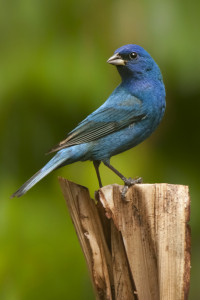 Indigo Bunting male