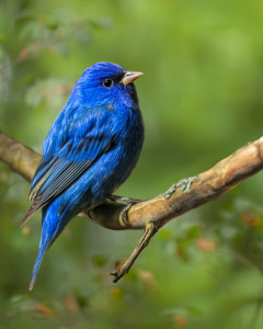 Indigo Bunting