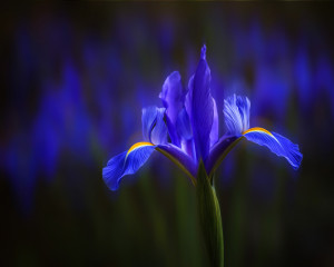 Iris