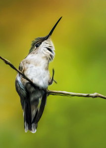 Ruby-throated Hummingbird (female)
