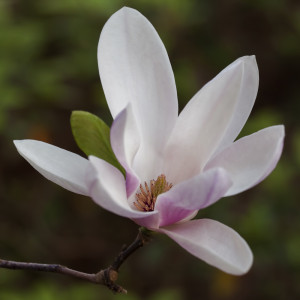 Saucer Magnolia