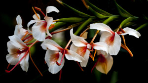 Kahili Ginger