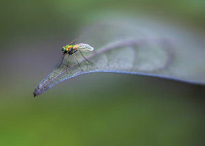Long-legged Fly
