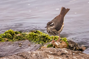 Louisiana Waterthrush