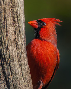 Cardinal male