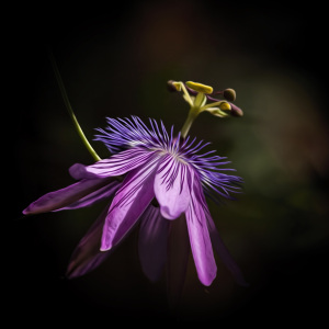 Passion Flower