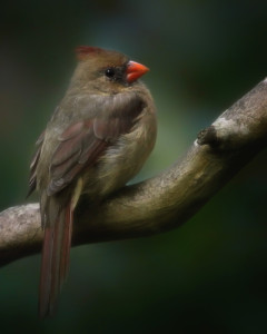 Cardinal moodycardinal