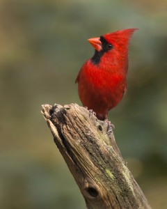 Northern Cardinal mrred